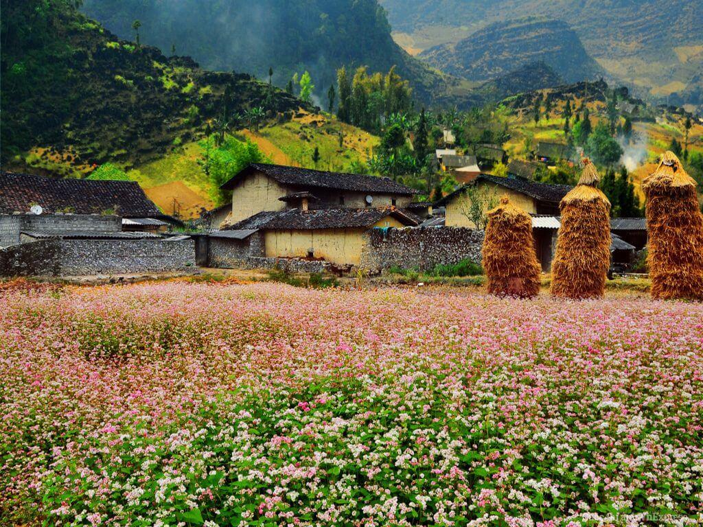 Ấn tượng làng văn hóa du lịch Lũng Cẩm Hà Giang gấm hoa miền cực bắc