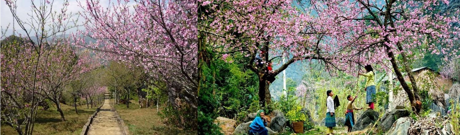 Núi Hàm Rồng Sapa - Ngọn núi hình đầu rồng nổi tiếng của thành phố mờ sương 7