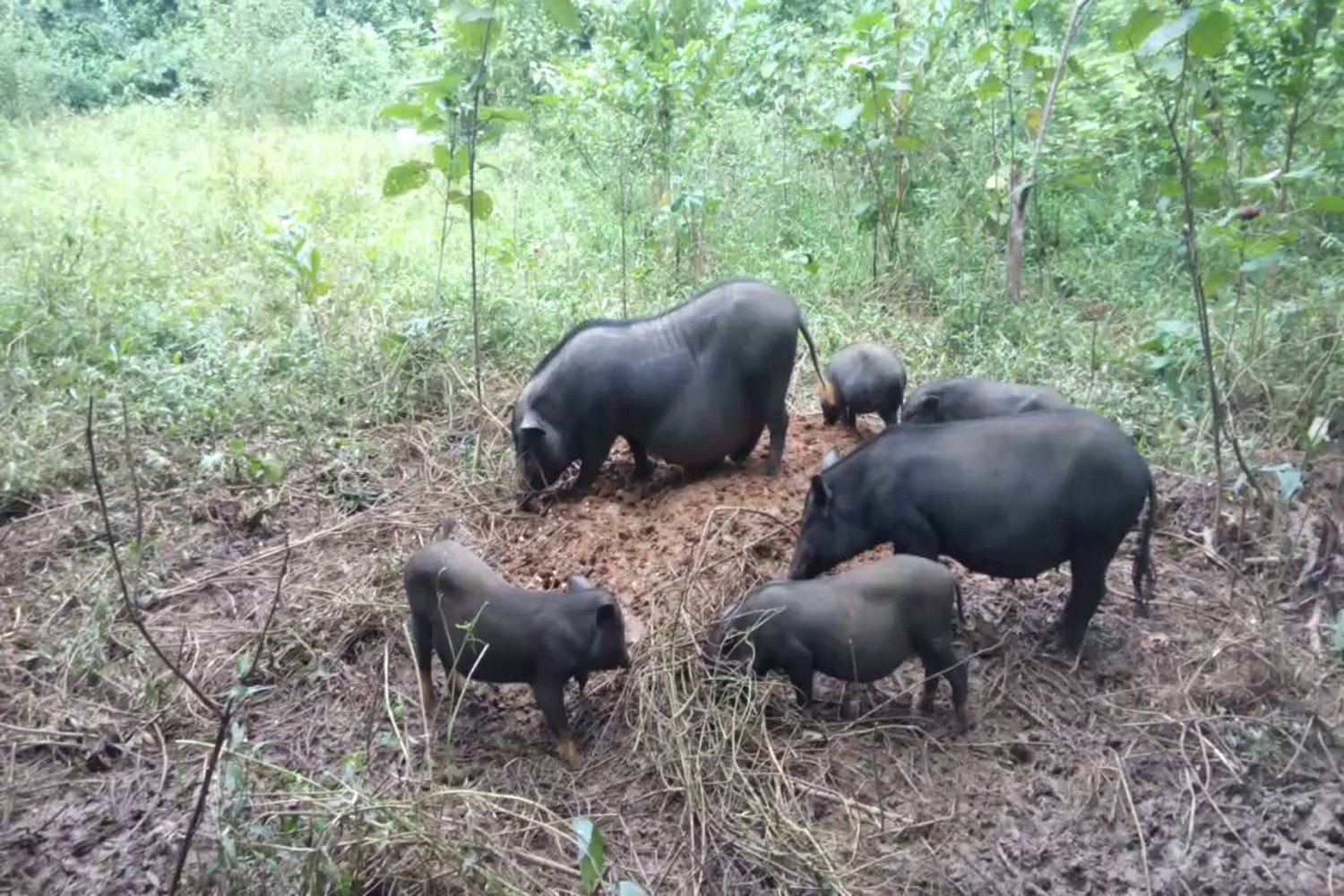 Thịt lợn cắp nách - Loại thịt rừng nhân tạo được tín đồ ẩm thực săn lùng