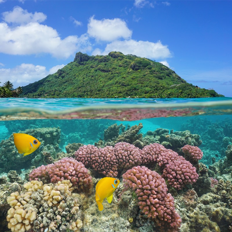 Bora Bora, viên ngọc quý ngoài khơi xa Nam Thái Bình Dương 9