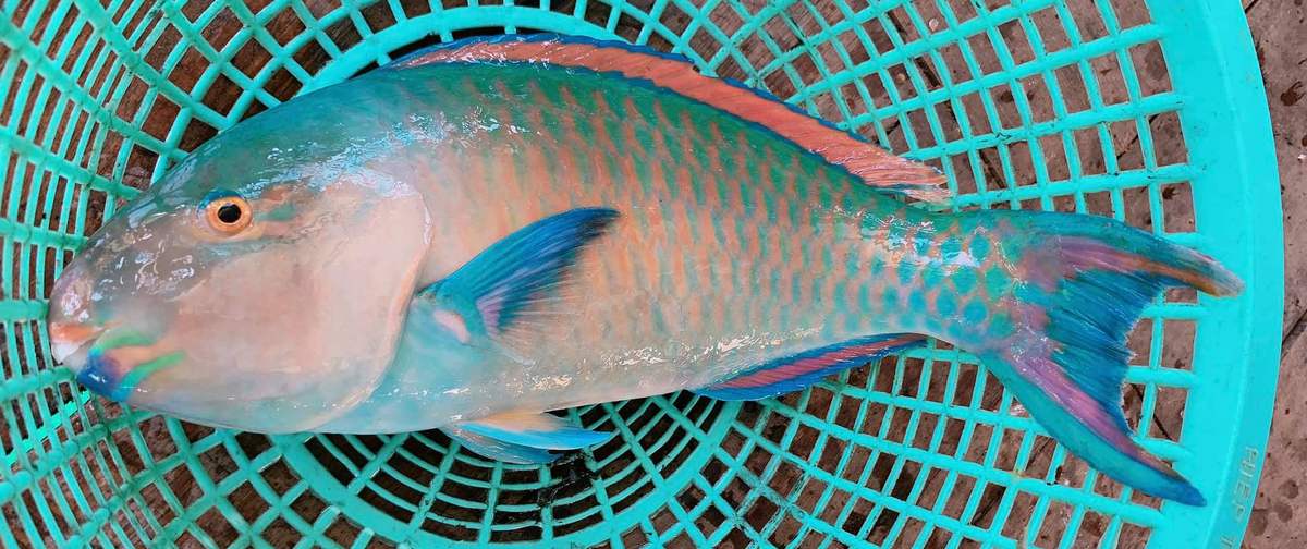 Cá mó biển Côn Đảo và những hương vị thơm ngon khó cưỡng