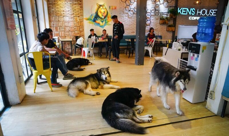 Điểm danh TOP 7 quán cafe thú cưng siêu dễ thương ở Sài Gòn 7
