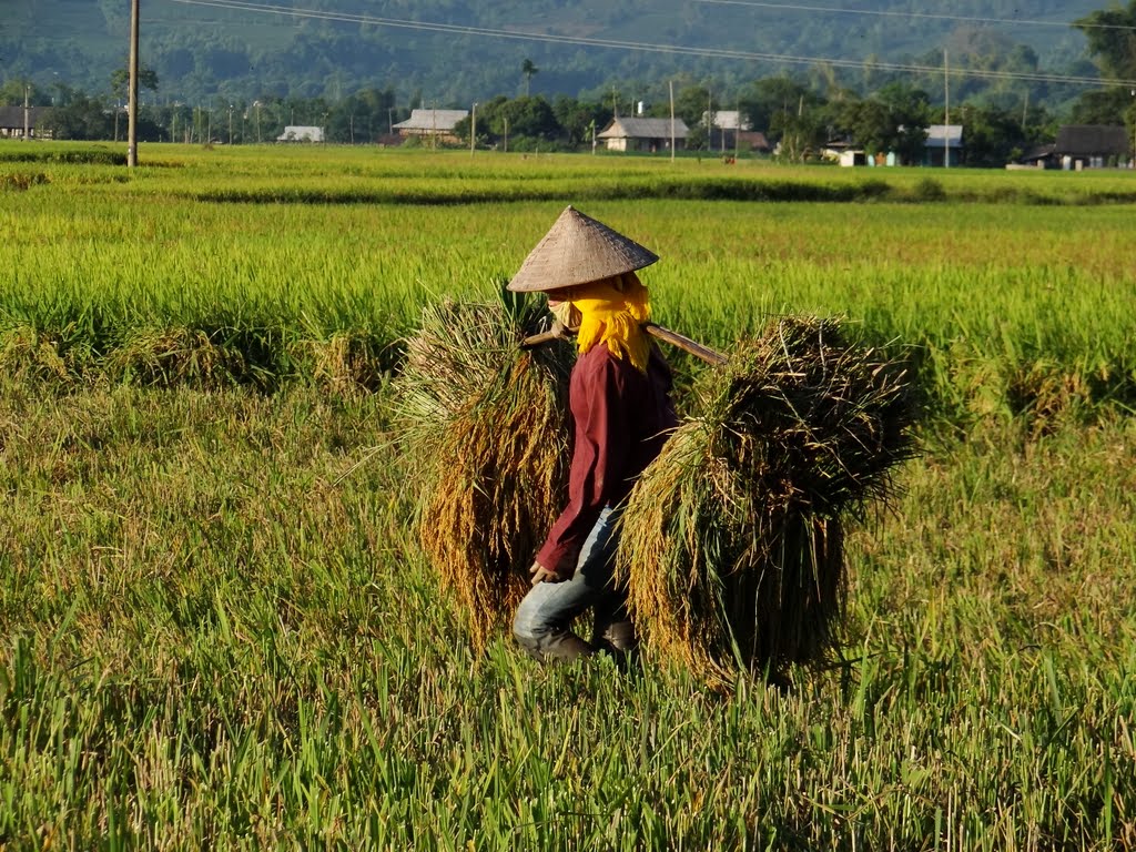 Cánh đồng Mường Lò - Vẻ đẹp của vùng đất Nghĩa Lộ 8