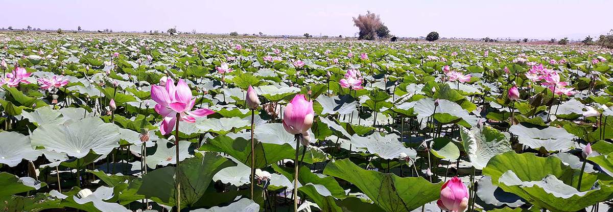 Cánh đồng sen Phú Thiện và vẻ đẹp ngây ngất lòng người