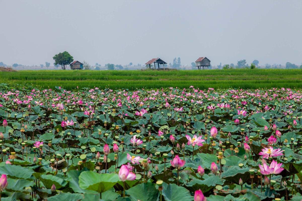 Cánh đồng sen Phú Thiện và vẻ đẹp ngây ngất lòng người 2