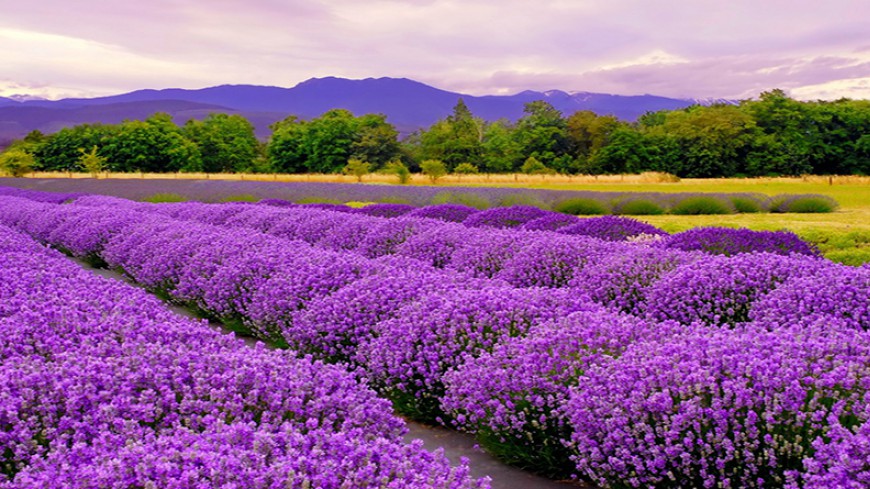 Immerse yourself in the purple color of lavender and take pictures in Thai Giang Pho Flower Valley - Bac Ha Plateau