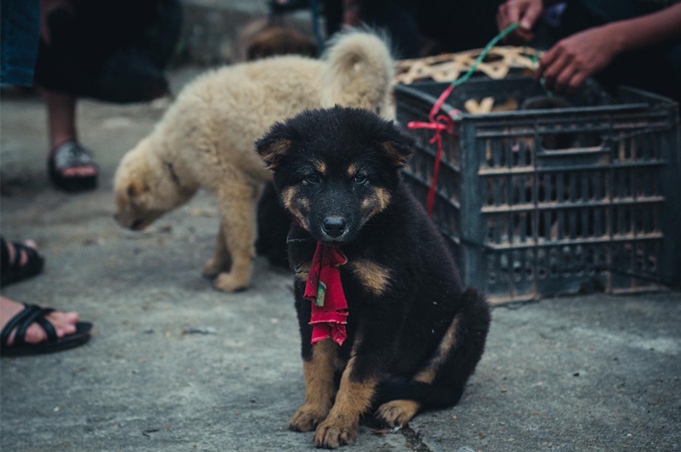 Bac Ha dog is a remarkable and highly famous dog breed.