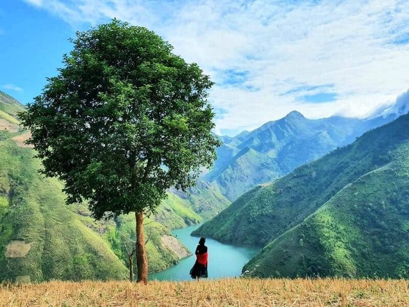 Top 10 cây cô đơn ấn tượng dọc bản đồ đất nước Việt Nam 4