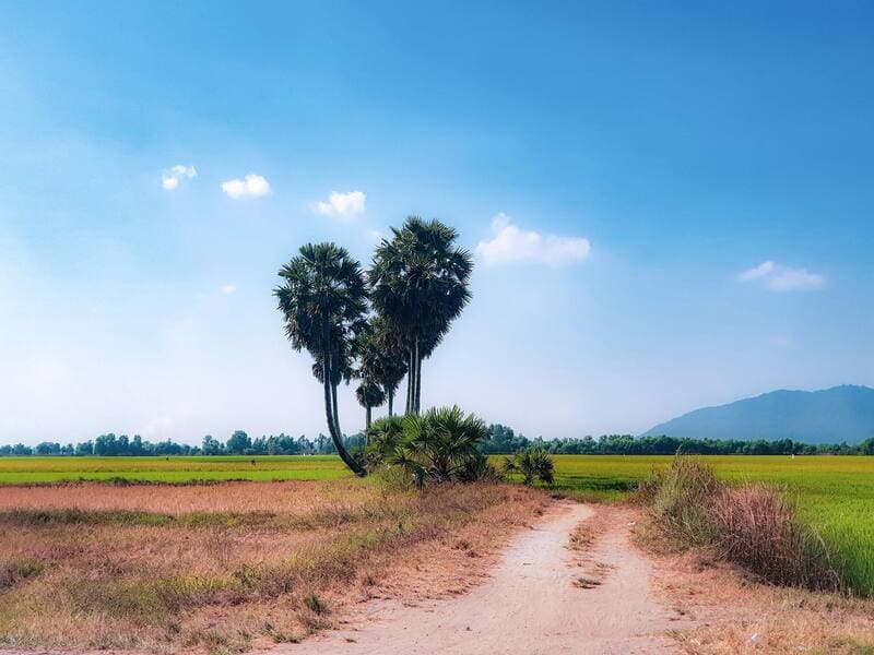 Top 10 cây cô đơn ấn tượng dọc bản đồ đất nước Việt Nam 6