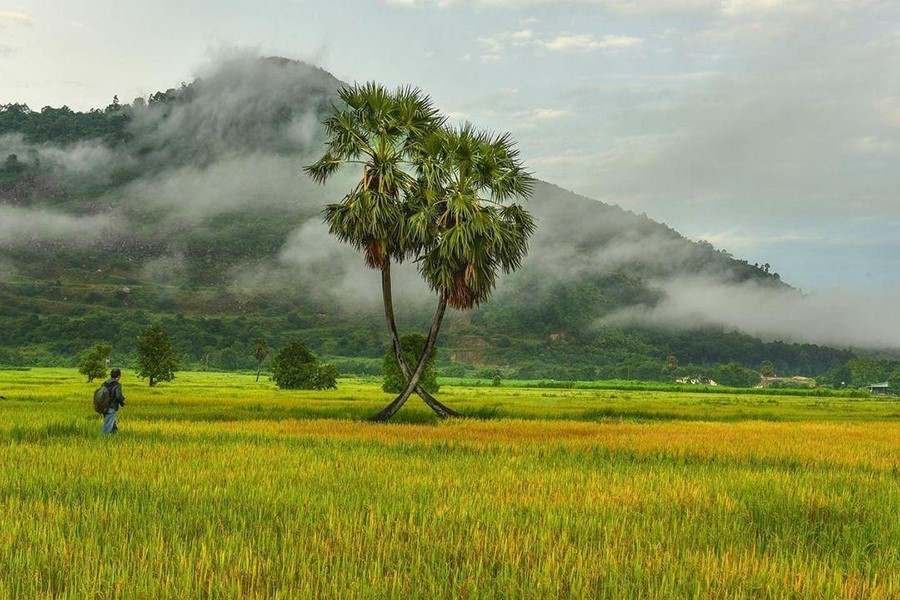 Cây Thốt Nốt Trái Tim Tây Ninh, Biểu Tượng Tình Yêu Độc Đáo