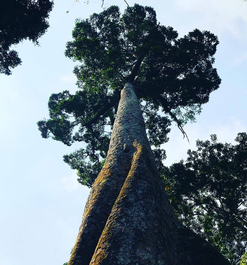 Đến Vườn quốc gia Cúc Phương khám phá hệ sinh thái trù phú 6