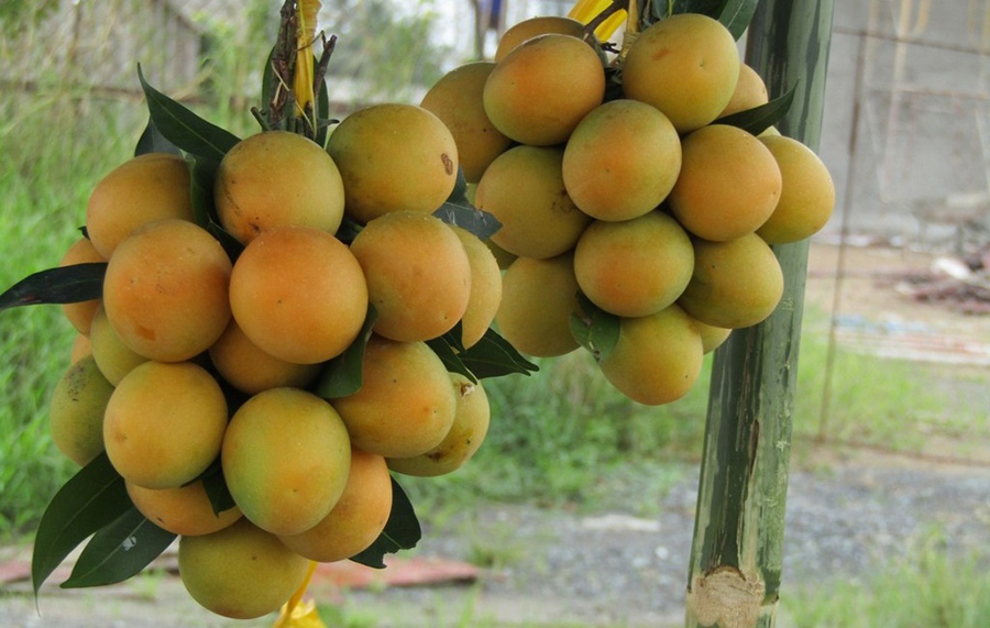 Chọn đặc sản Vĩnh Long mua về làm quà ngon, bổ, rẻ 2