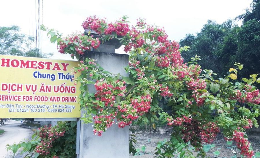 Chung Thúy homestay Hà Giang điểm đến trải nghiệm văn hóa vùng cao 4