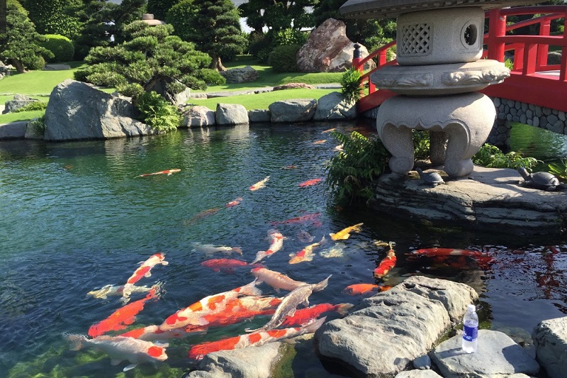 Đến công viên Cá Koi chiêm ngưỡng khu vườn Nhật Bản giữa lòng Sài Gòn 5