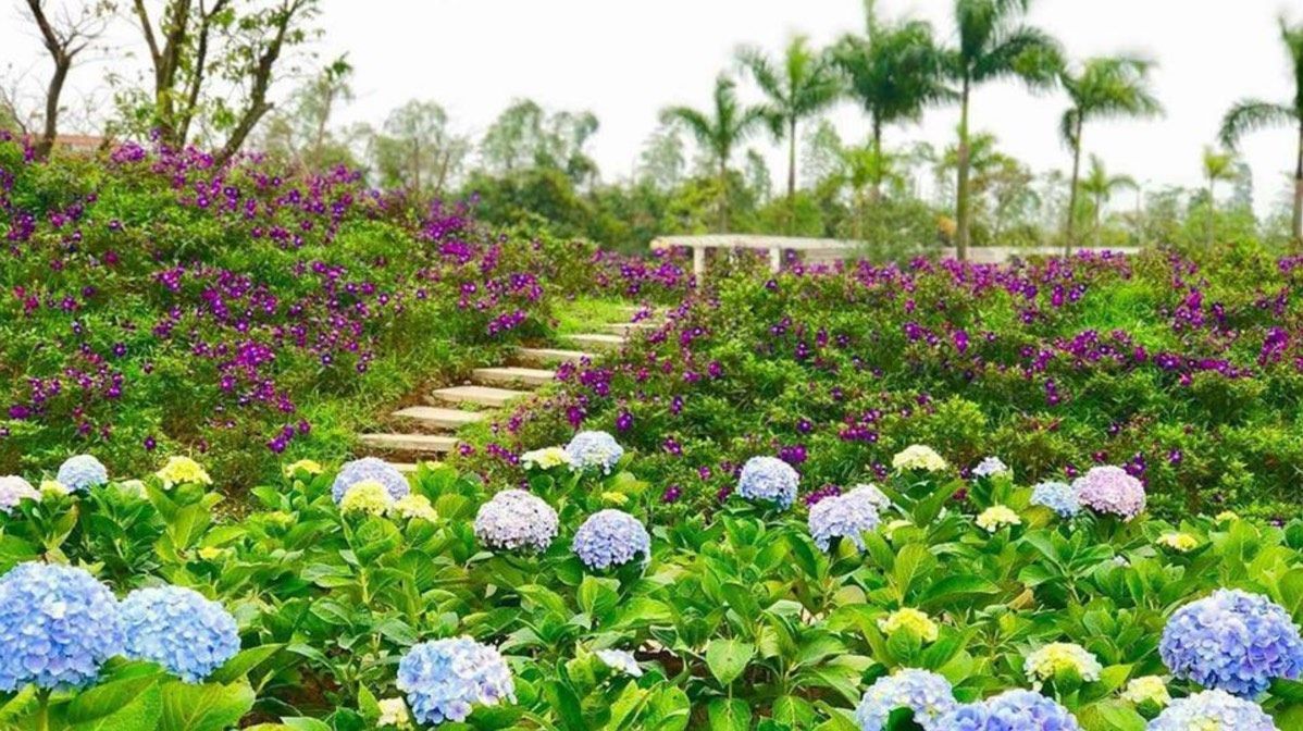 Công viên hoa hồng Rose Park - Mê cung hoa hồng nổi bật giữa lòng Hà Nội 2