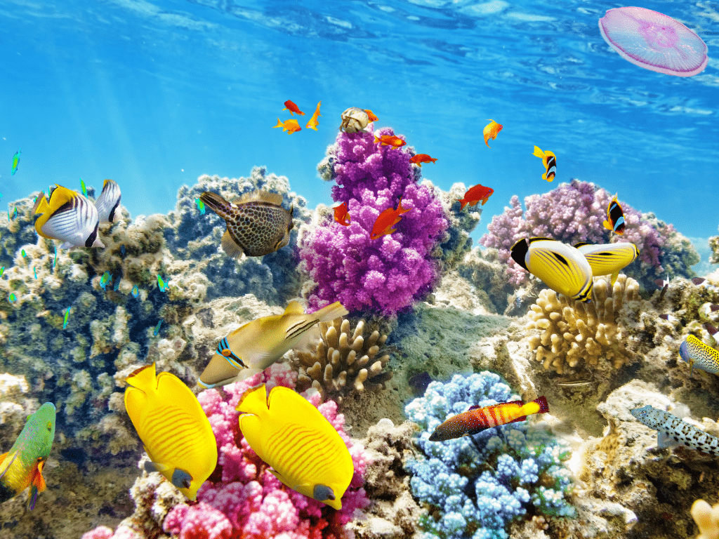 Khám phá và khám phá thêm vẻ đẹp của biển tại Vũng Tàu! Lặn biển Vũng Tàu sẽ đưa bạn vào một thế giới tuyệt vời của đồng cỏ biển và sinh vật biển độc đáo. Hãy trải nghiệm và thực sự tận hưởng những giây phút thư giãn trên đáy biển.