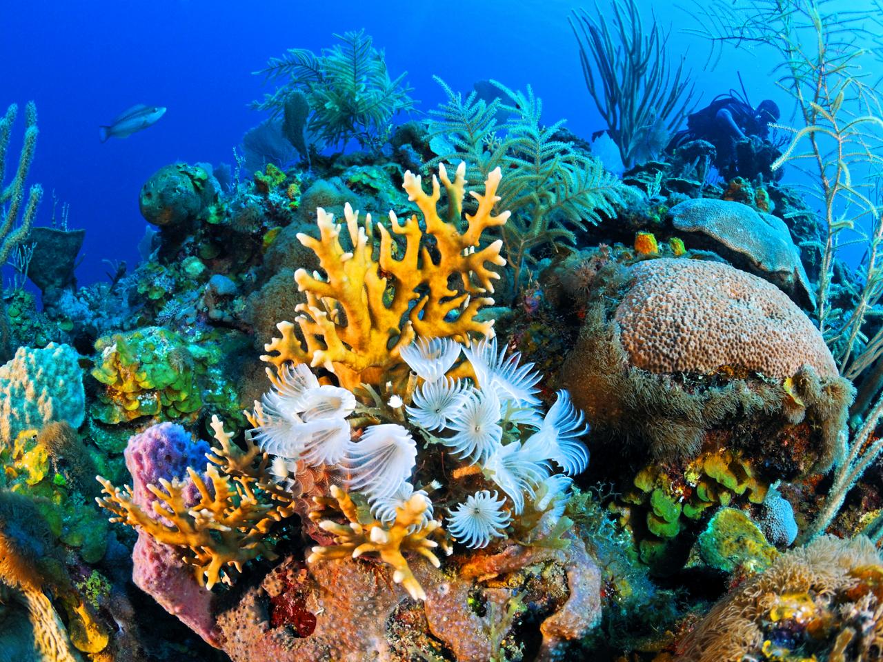 Cùng MIA.vn bỏ túi kinh nghiệm lặn biển ngắm san hô Vũng Tàu
