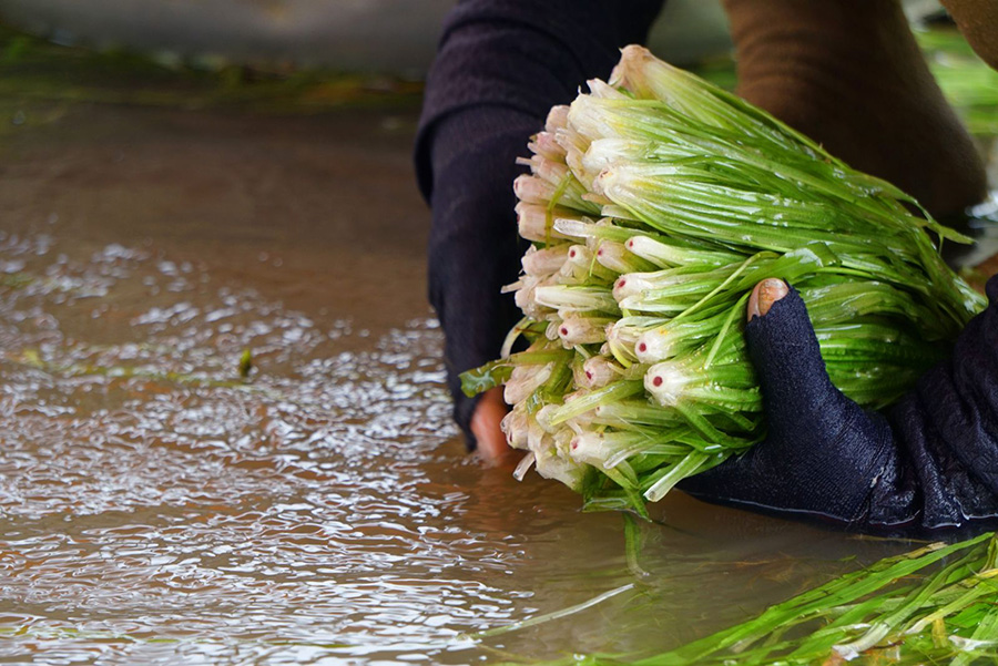 Đặc sản Hẹ nước Cà Mau và những món ăn thơm ngon, hấp dẫn 5