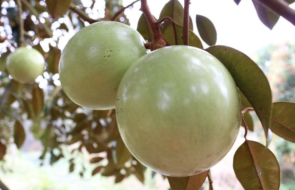 Danh sách top các vườn trái cây Tiền Giang đáng tham quan nhất
