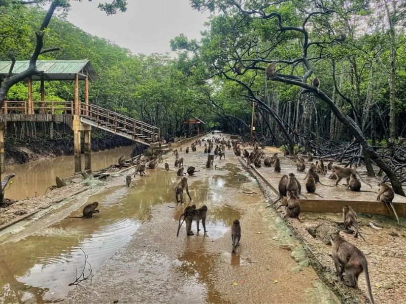 Đến Đảo khỉ Cần Giờ, trải nghiệm một ngày tại Hoa Quả Sơn 4