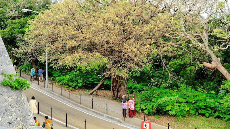 Du ngoạn đảo Okinawa, chinh phục viên ngọc quý ngoài khơi Nhật Bản 16
