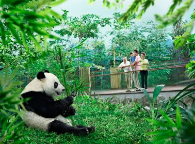 Đến Singapore Zoo thăm hai bạn 'quốc bảo' gấu trúc đáng yêu