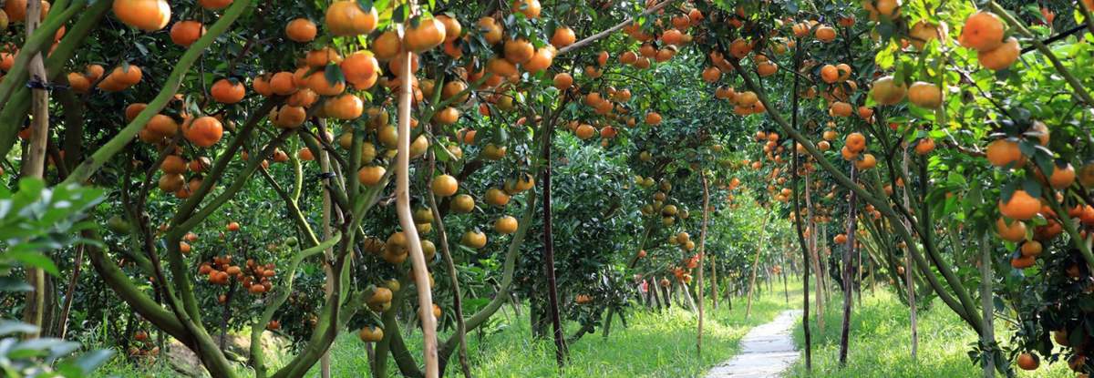 Điểm danh các vườn trái cây Tây Ninh nổi tiếng cho hội mê xê dịch