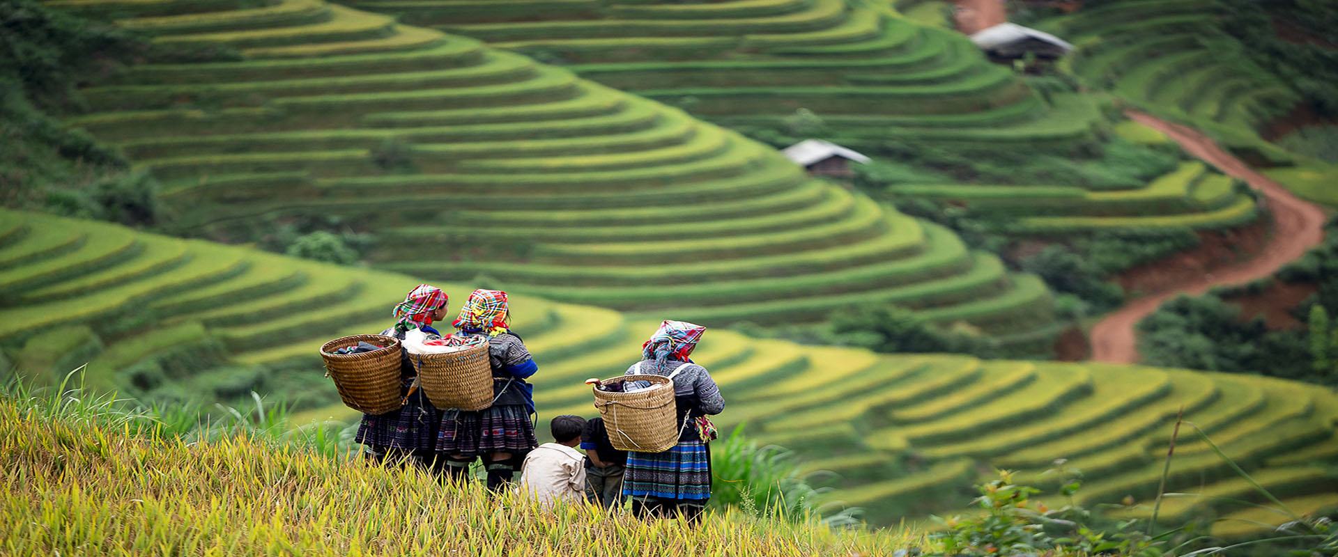 In the days of August, the whole sky of Sapa seems to be bright with the brilliant yellow of the blooming rice