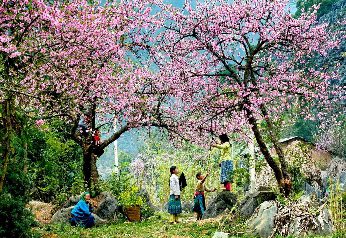 Coming to Sapa heaven gate in the early spring days of February, you will have the opportunity to see the scenery of wild peach blossoms blooming on both sides of the road.