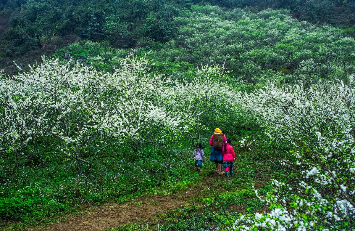 On the days when plum blossoms bloom white all over the hillside in the early days of March, it seems that Sapa's heaven gate has changed to a pristine new shirt.