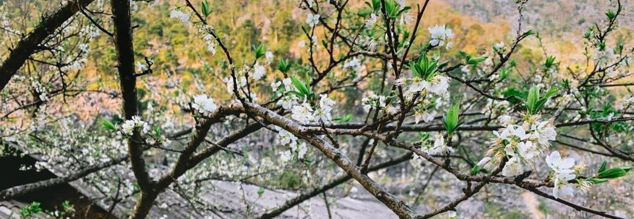 Ghé Sủng Là chiêm ngưỡng Mùa hoa mận trắng, hoa đào ở Hà Giang rực rỡ