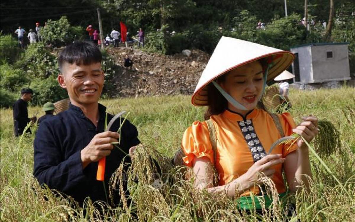 Hội cốm của người Tày - Thể hiện trọn vẹn sự tỉ mỉ và đời sống tinh thần phong phú của người dân tộc vùng Tây Bắc 4