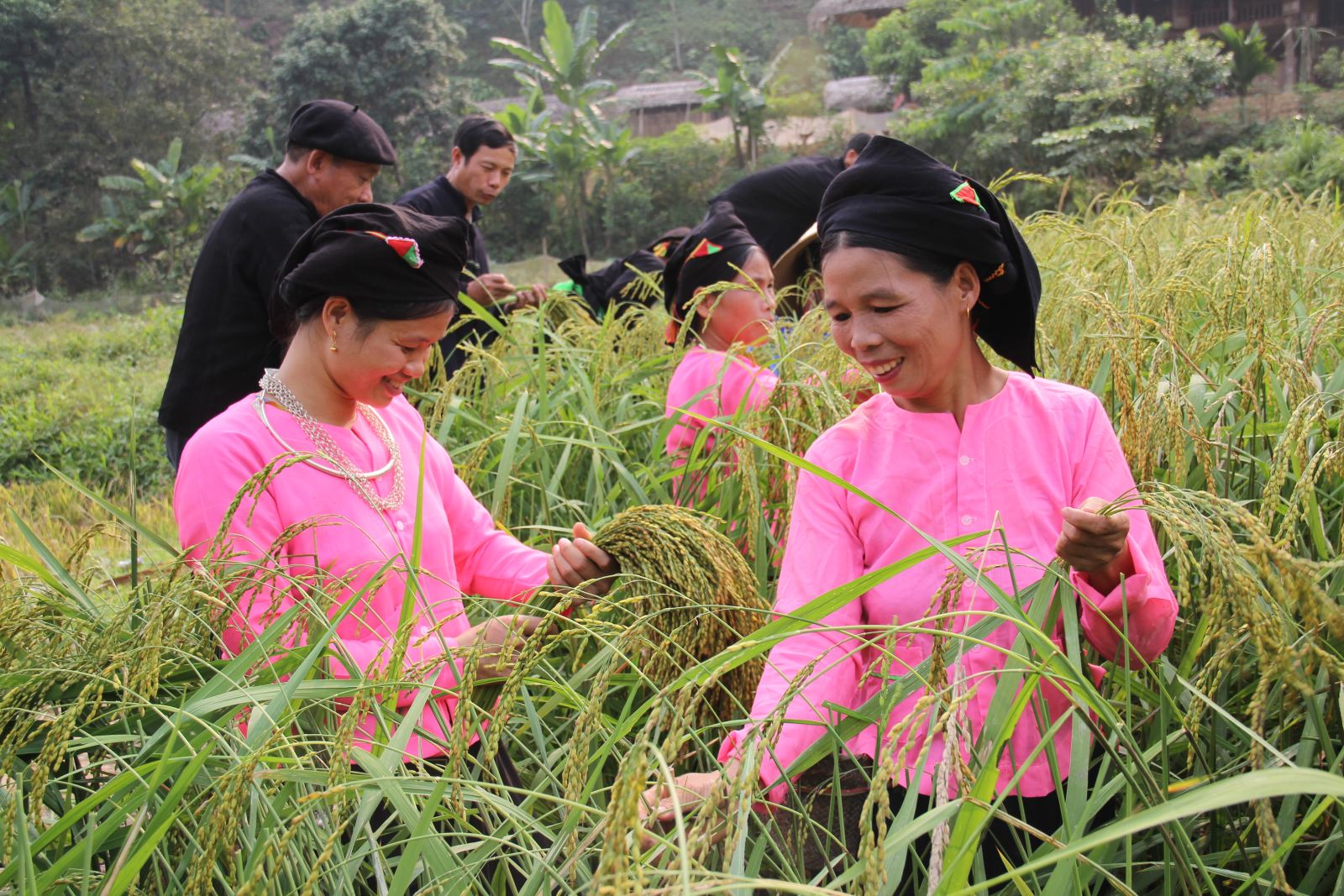 Hội cốm của người Tày - Thể hiện trọn vẹn sự tỉ mỉ và đời sống tinh thần phong phú của người dân tộc vùng Tây Bắc 5