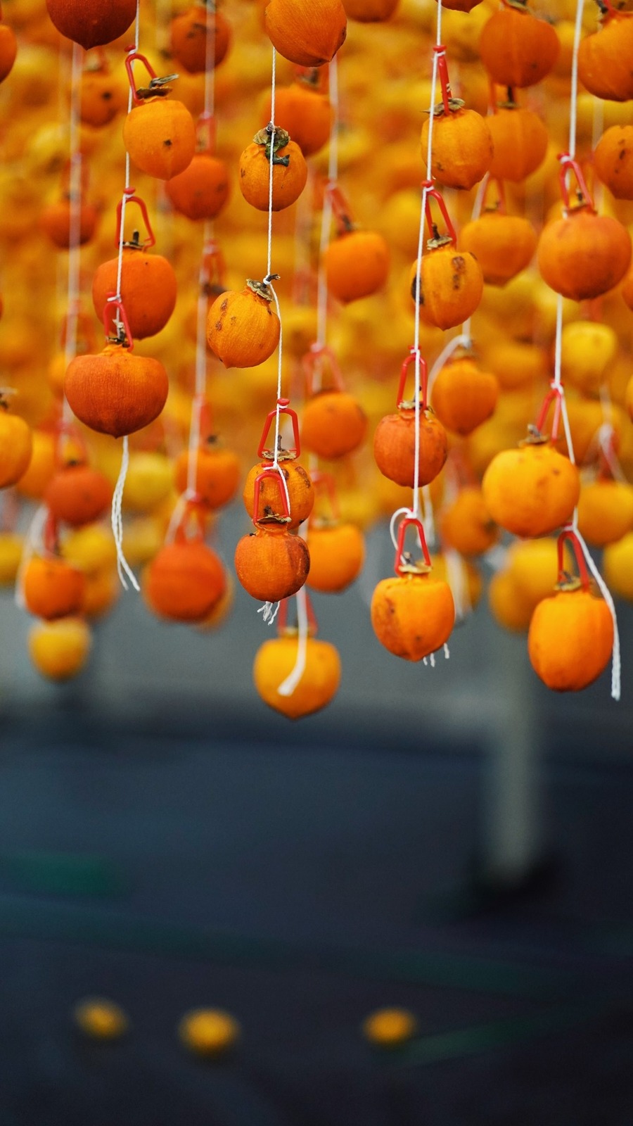 Hồng treo gió Đà Lạt, thức quà thơm lừng nên thành phố mộng mơ 4