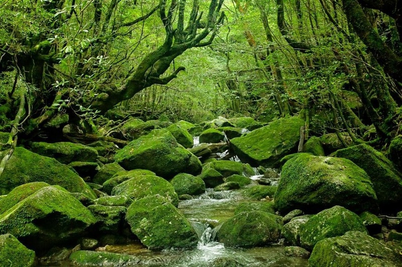Kagoshima yên bình, nơi kết nối với thiên nhiên mạnh mẽ 9