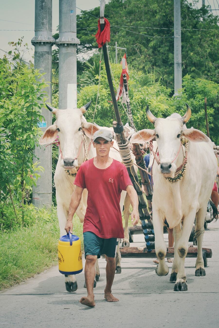 Khám phá Lễ hội Đua bò ở Tịnh Biên nhân dịp Tết Senl Donta 3
