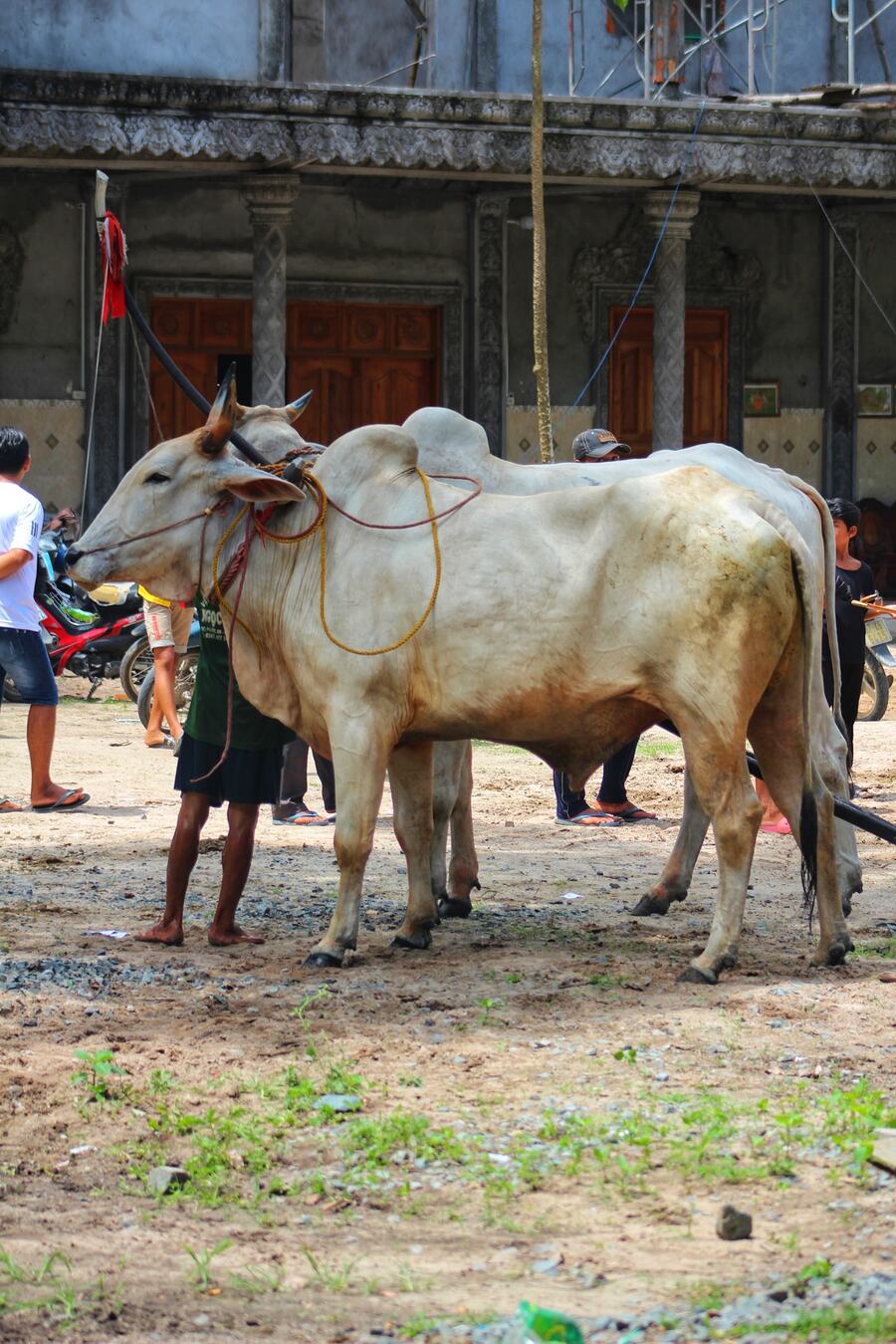 Khám phá Lễ hội Đua bò ở Tịnh Biên nhân dịp Tết Senl Donta 5