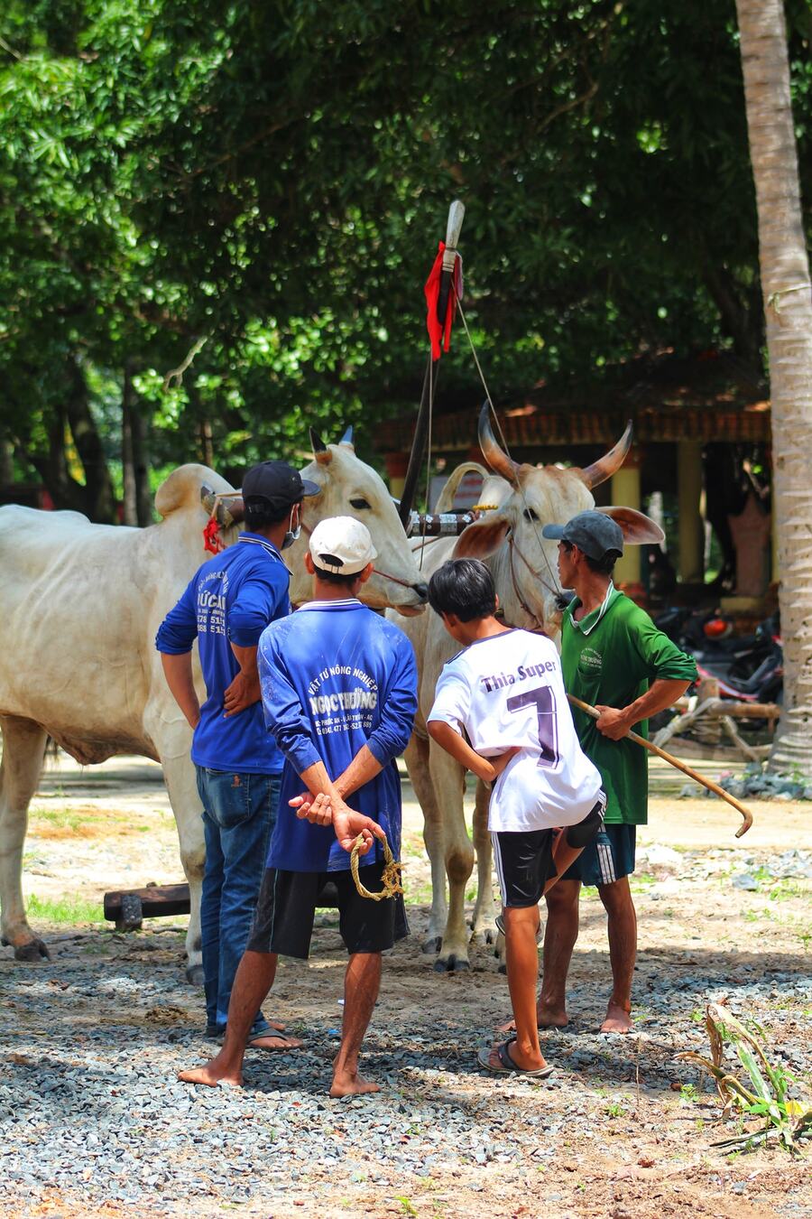 Khám phá Lễ hội Đua bò ở Tịnh Biên nhân dịp Tết Senl Donta 6