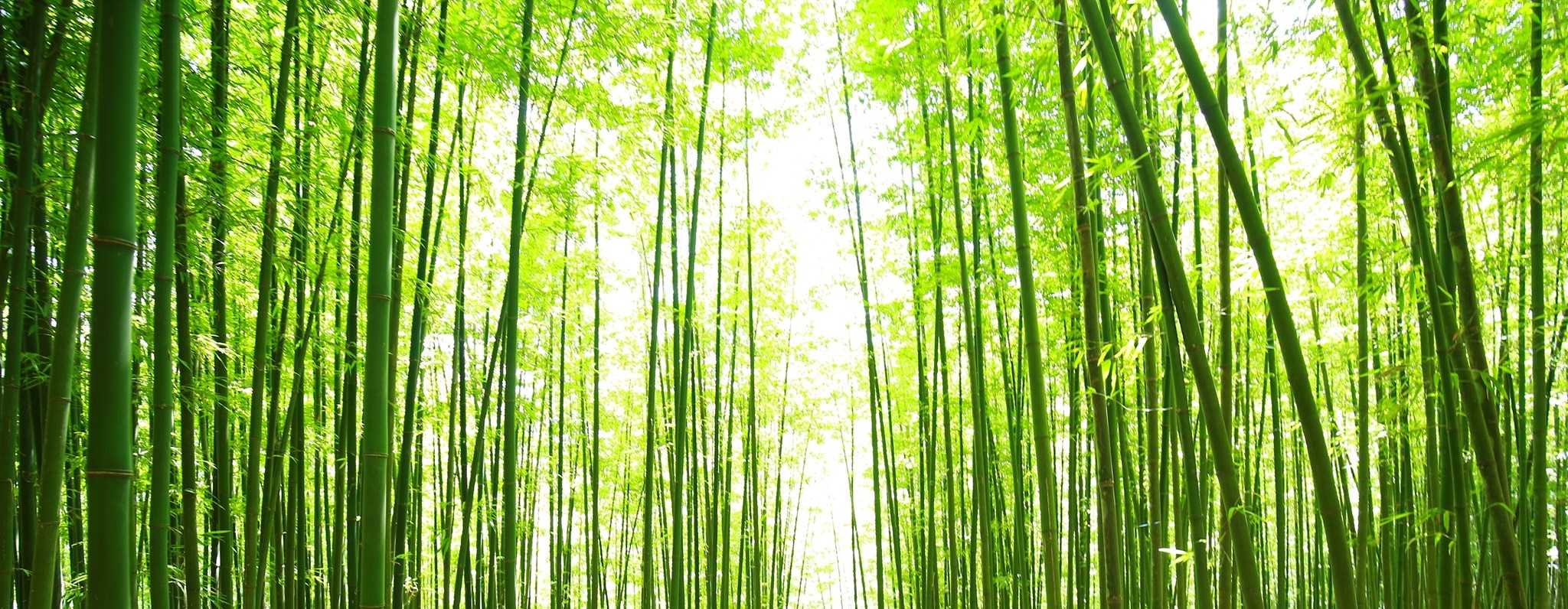 Tuyển tập hình nền rừng tre và trúc xanh mát tuyệt đẹp   thptlamnghiepeduvn