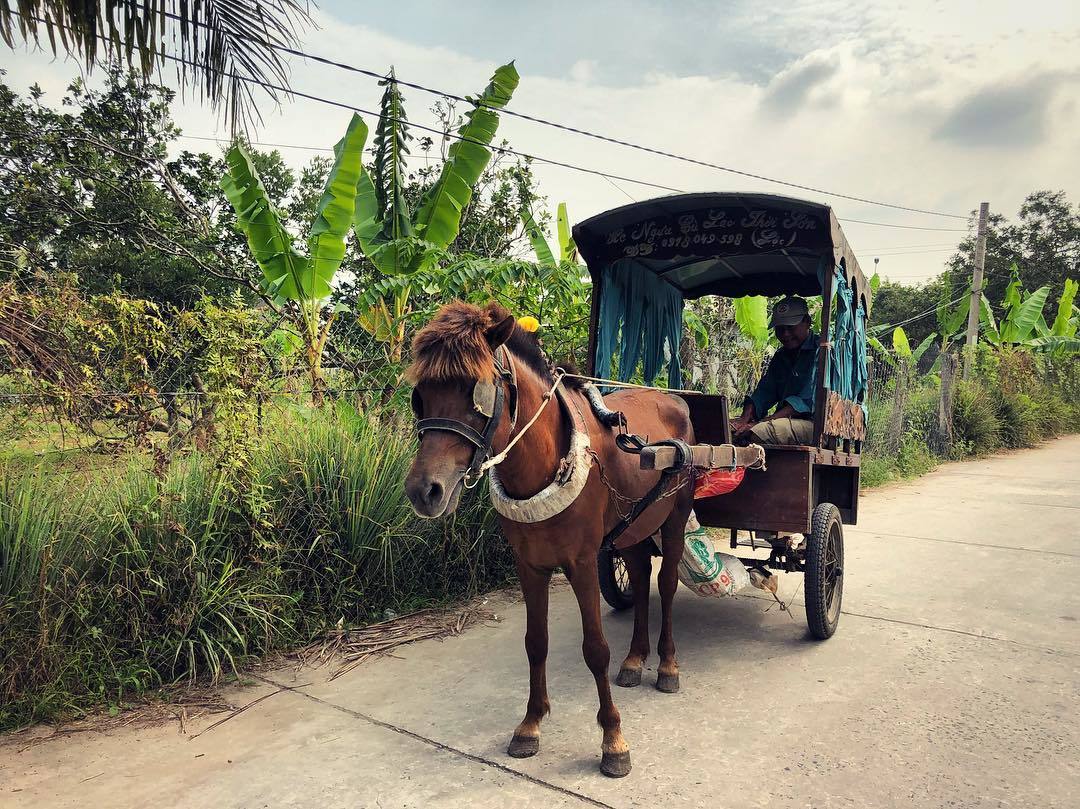 Khu du lịch Cù lao Thới Sơn, Cồn Lân Tiền Giang có gì thú vị 5