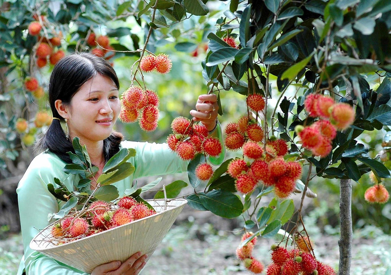 Khu du lịch Cù lao Thới Sơn, Cồn Lân Tiền Giang có gì thú vị 7