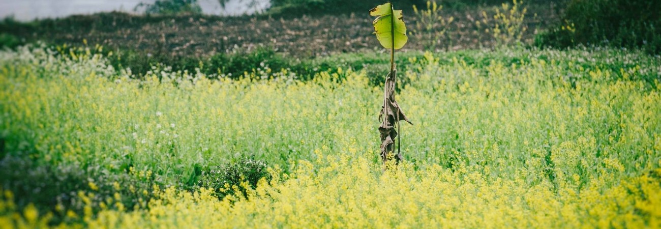 Có những gia vị nào cần có để muối dưa cải cay bắc hà?
