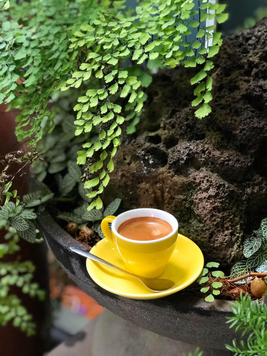 Lâm Viên Coffee Garden, quán cà phê không gian xanh tại phố núi 6