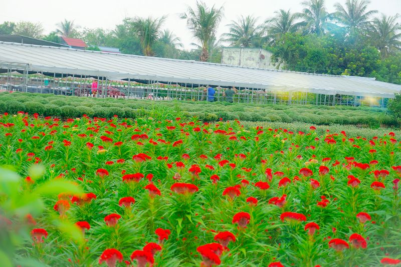 Làng hoa kiểng Cái Mơn đẹp từ thành phẩm cho đến cái nghề 3