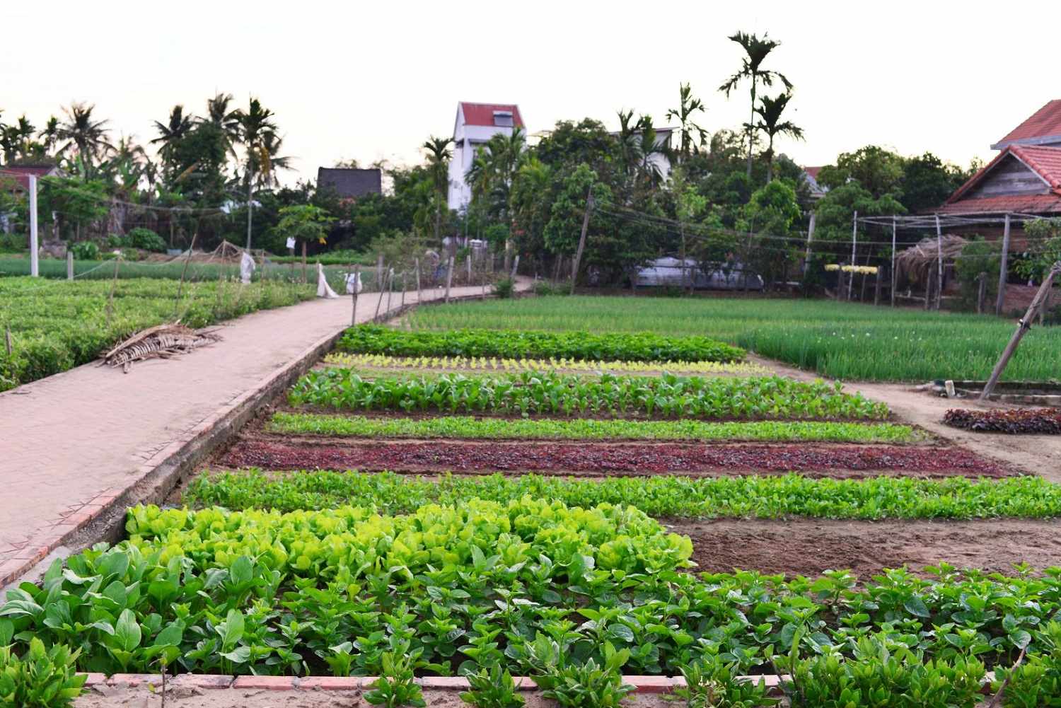 Lịch trình nửa ngày khám phá Hội An với những trải nghiệm mới toanh 12