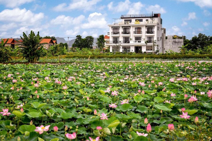Lotus Hotel Ninh Bình, khách sạn 4 sao với view đầm sen cực đẹp 2