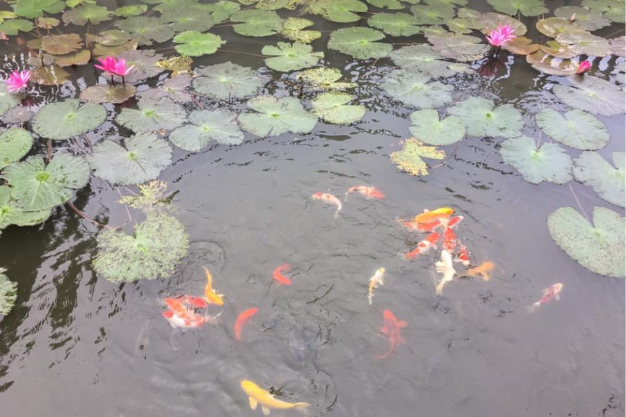 Luna Nature Homestay, nơi nghỉ dưỡng mang nét đẹp của sự bình dị 13