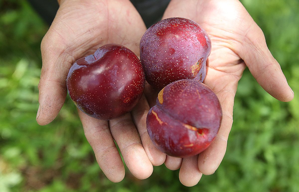 Mận Sapa, đào rọ - Những trái ngon của núi rừng Tây Bắc 9