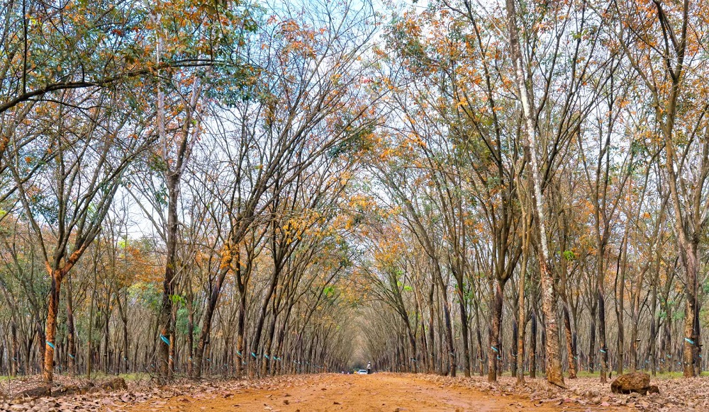 Mê mẩn rừng cao su Bình Phước mùa thay lá đầy thơ mộng 6