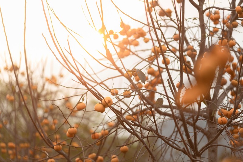 Mộc Châu mùa hồng chín, món quà đặc biệt của cao nguyên hữu tình 3